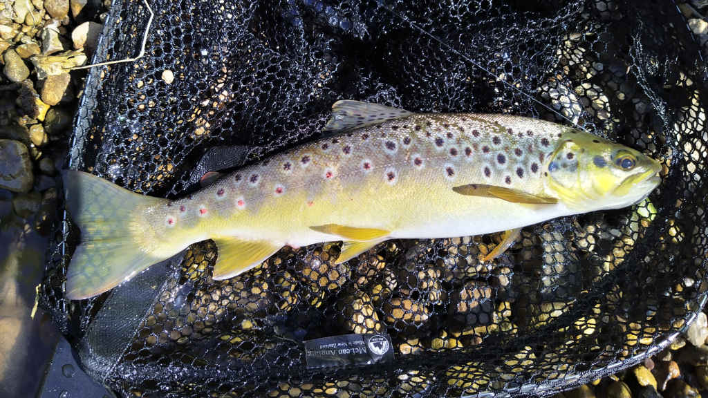 Photo of a trout